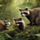 raccoons coatis kinkajous explored