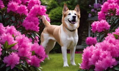 rhododendron toxicity in dogs