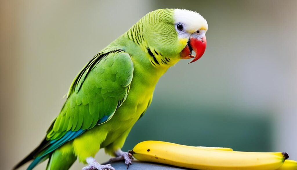 risks of feeding bananas to parakeets