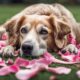 rose petals and dogs