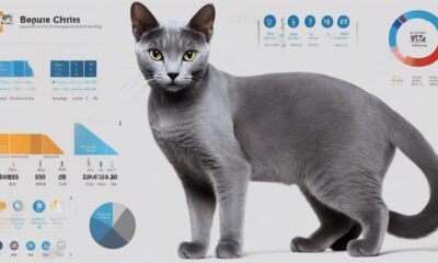 russian blue cat pricing