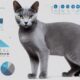 russian blue cat pricing