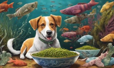 seaweed safe for dogs