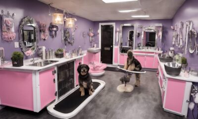 selecting top rated dog groomers