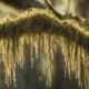spanish moss insect management