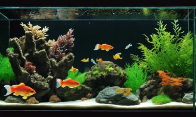 stagnant fish tank problem