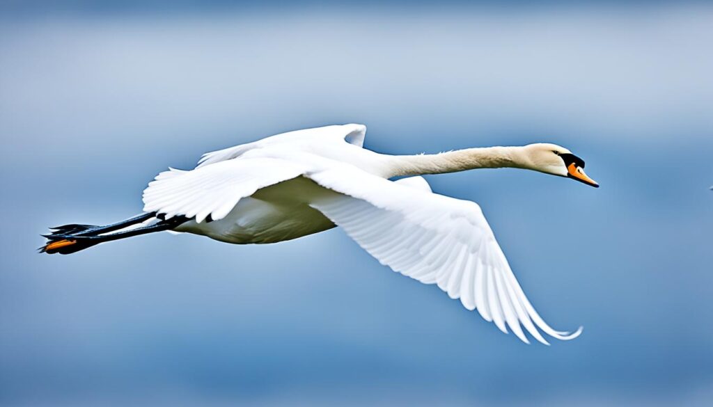 swan flight characteristics