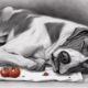 tomato poisoning in dogs