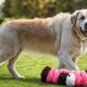 toys for large dogs