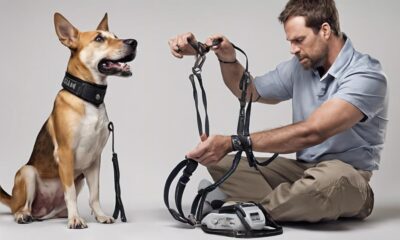 training dogs with shock