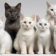 white cat breeds revealed