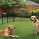 wireless dog fences review