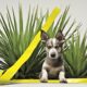 yucca plants harmful dogs
