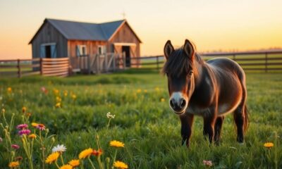 cost of miniature ponies