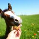 mini horse behavior insights