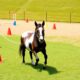 miniature horse training tips