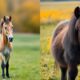 miniature horse versus pony