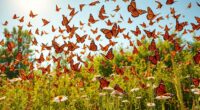 monarch butterflies seasonal journey