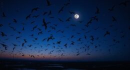 nocturnal bird migration patterns