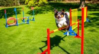 dog agility training kits