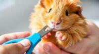top guinea pig nail trimmers