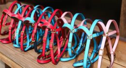 top miniature horse halters