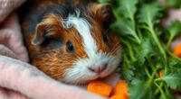 oldest guinea pig s secret diet