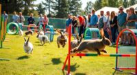 rabbit agility competition craze