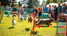 rabbit agility competition craze