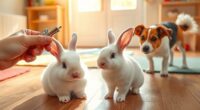 rabbits master clicker training