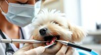 pet dental care guidelines