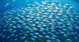 animal group movement strategies