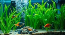 aquarium nitrogen cycle basics