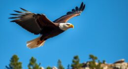 eagle symbol predator apex