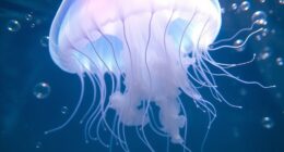 stinging tentacles inject venom