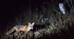 adjust ir night settings