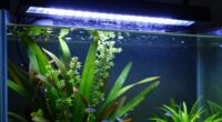 aquarium light duration algae