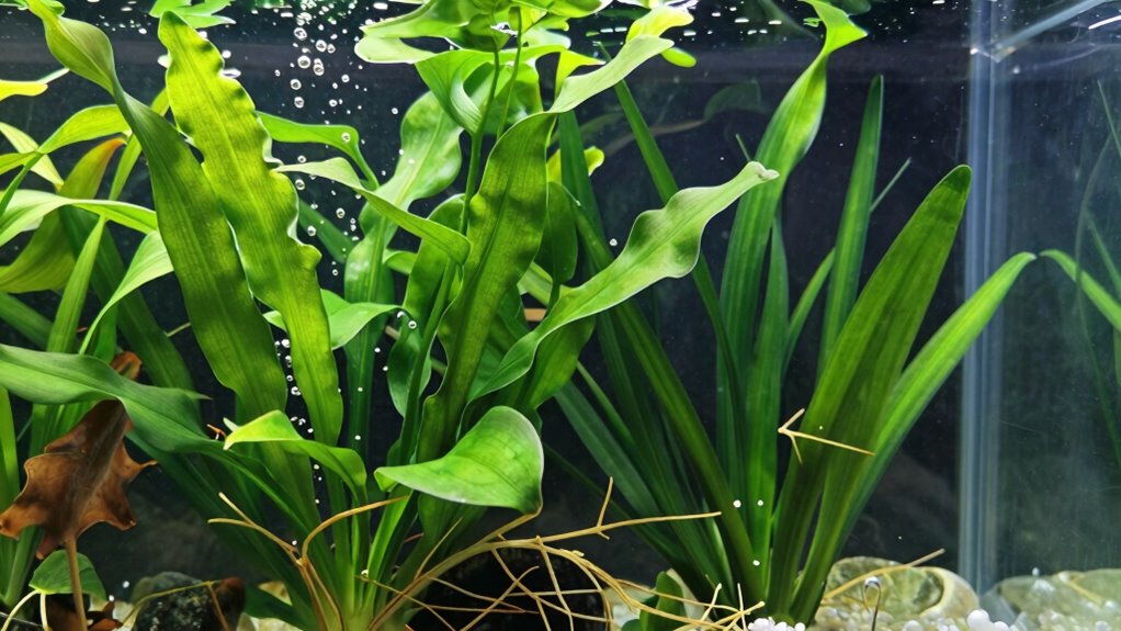 artificial plants do not prevent algae