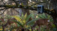 best deer camera placement