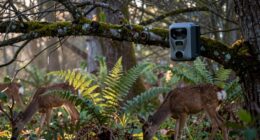 best deer camera placement