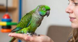 bird body language cues