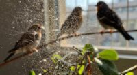 bird dander harms respiratory health