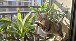 cats balcony escape strategies