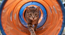 cats love hiding spaces