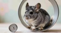 chinchilla wheel size importance
