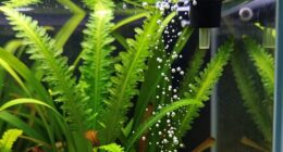 co2 bubble rate myth