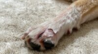 cracked paws indicate underlying issues