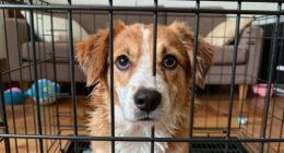 dog crate escape reasons