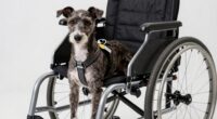 dog wheelchair fitting guidelines