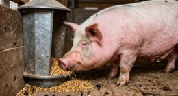 effects of elevated feeders